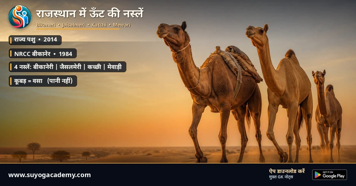 राजस्थान की 4 ऊँट नस्लें — बीकानेरी से मेवाड़ी — CET/RAS PYQ के साथ (2026 Free Notes)